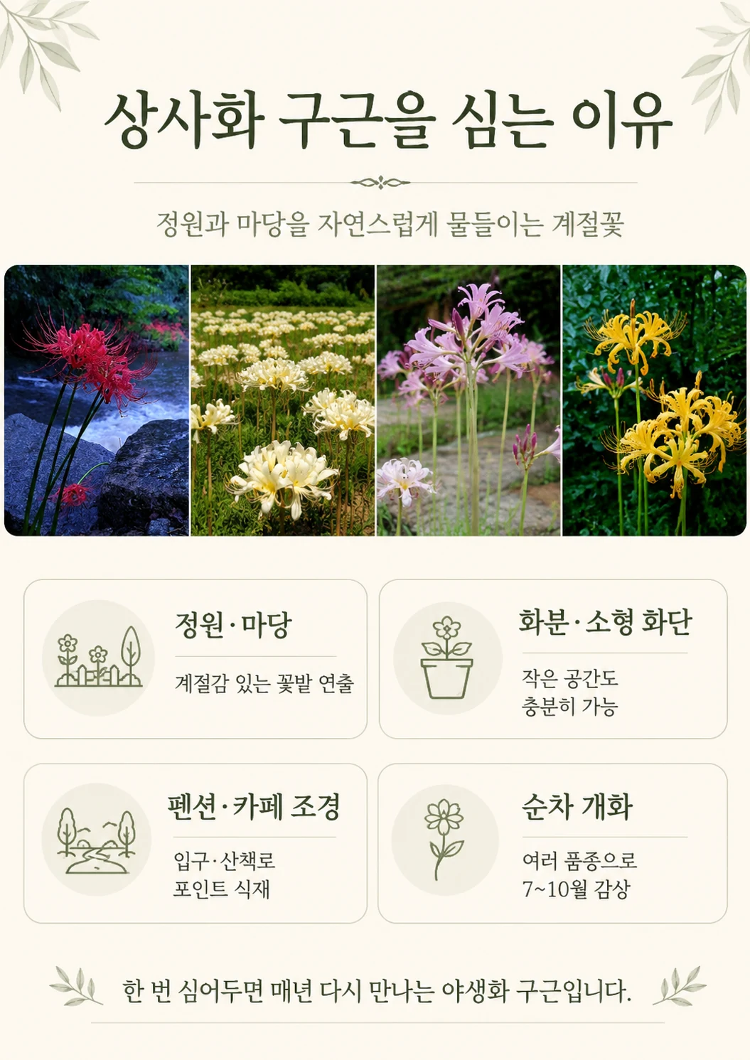 꽃뫼농원 상사화 구근 장점 상세 콘텐츠