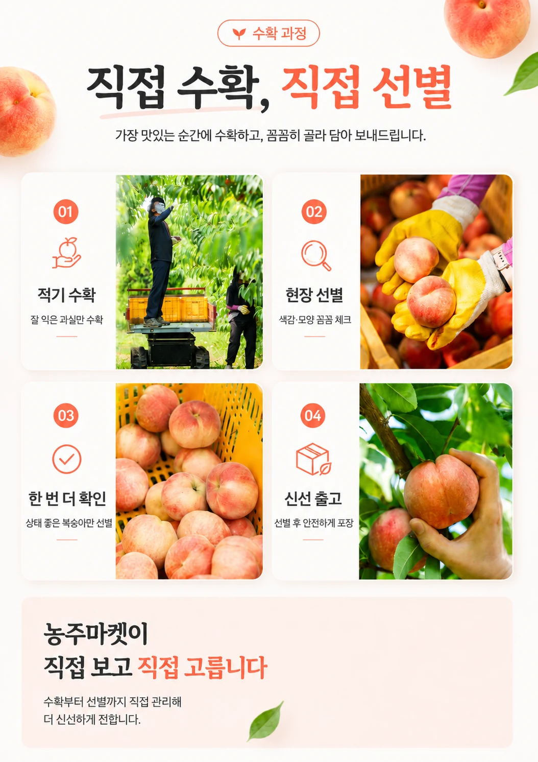 농주마켓 복숭아 직접 수확 직접 선별 상세 콘텐츠